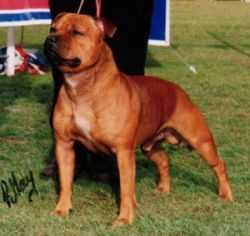 Belleden Red Warrior | Staffordshire Bull Terrier 