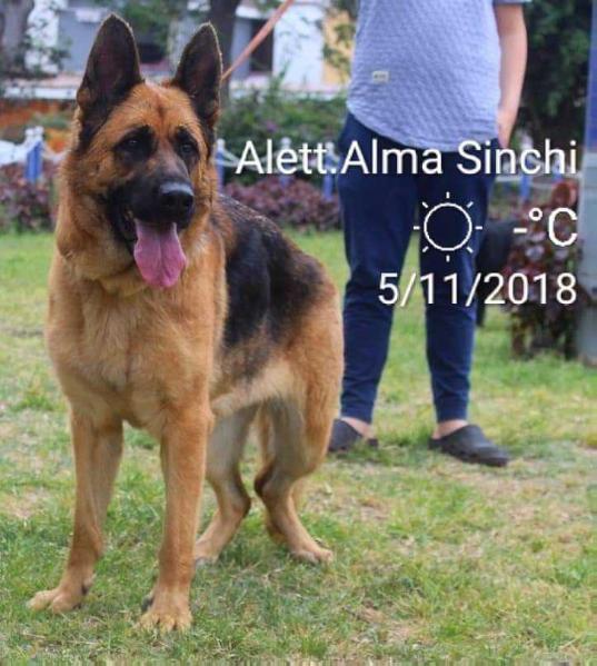 ALETT VON DER BERTOLD | German Shepherd Dog 