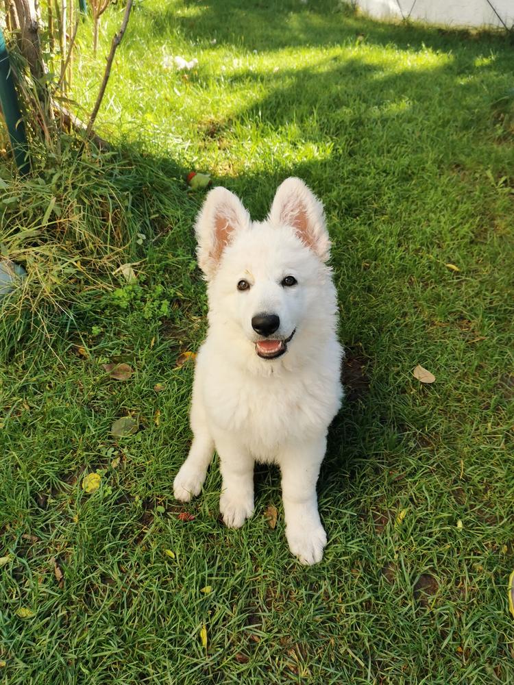 Bailey Swiss Legend of World | White Swiss Shepherd Dog 