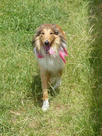 Glady LadyGaladriel | Rough Collie 