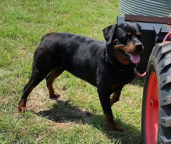 Glymer von mystique of cross o ranch | Rottweiler 