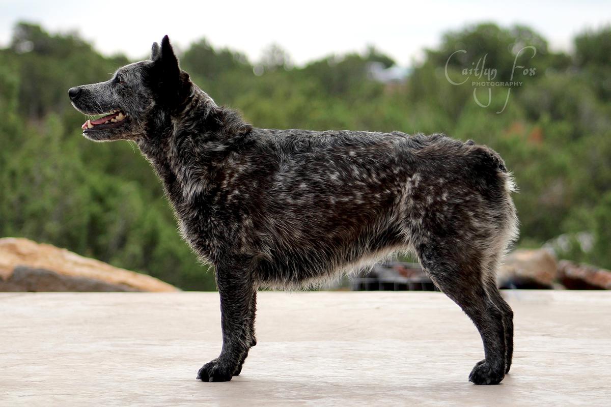 Hartman’s Dark Stormy Skyy | Australian Cattle Dog 