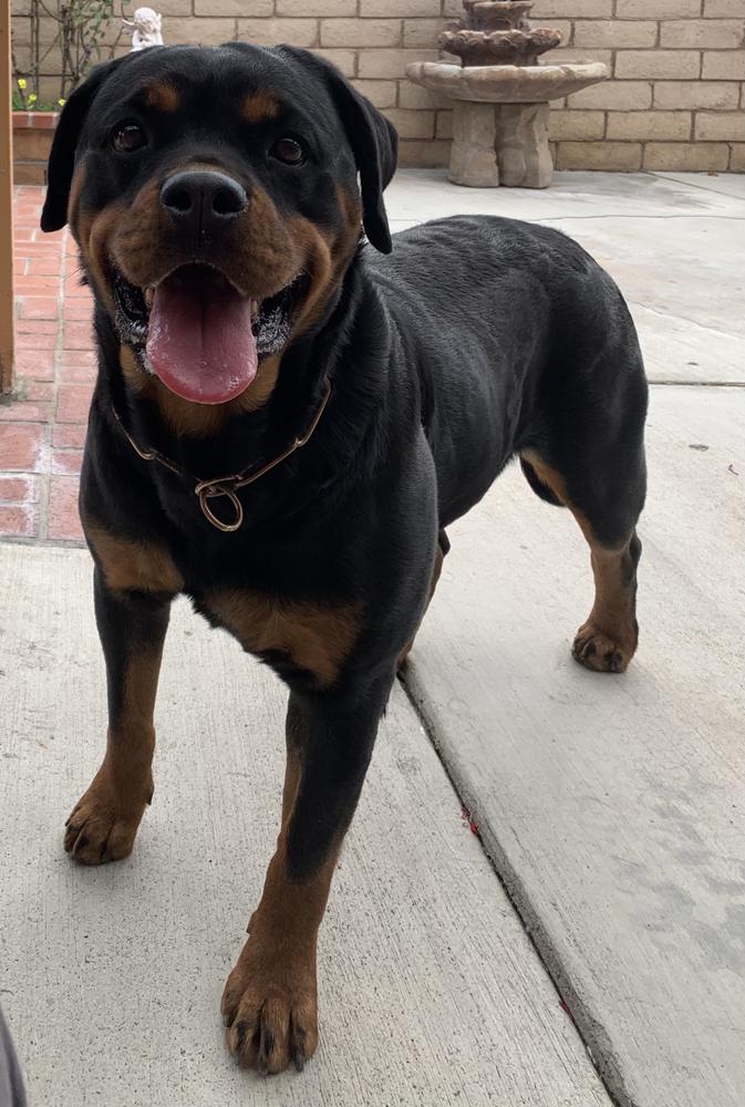 Fara Winner Civi ( Cervantes ) | Rottweiler 