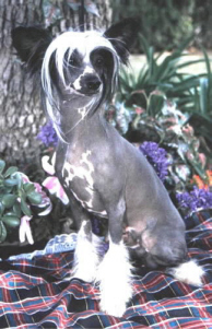 Moonswift Black Tie Affair | Chinese Crested 