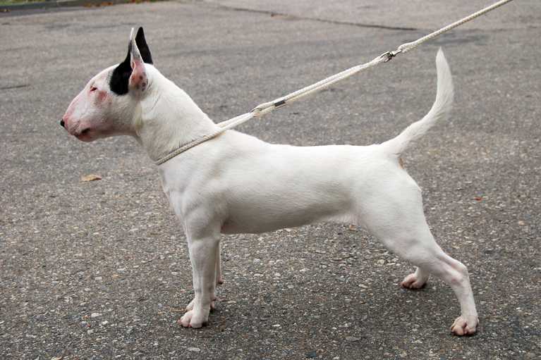 Ašijka Kuklík | Miniature Bull Terrier 