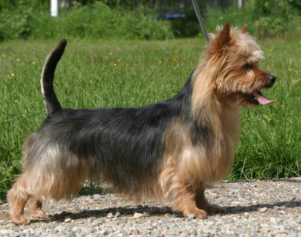 Bluepepper'S Freestyler | Australian Terrier 