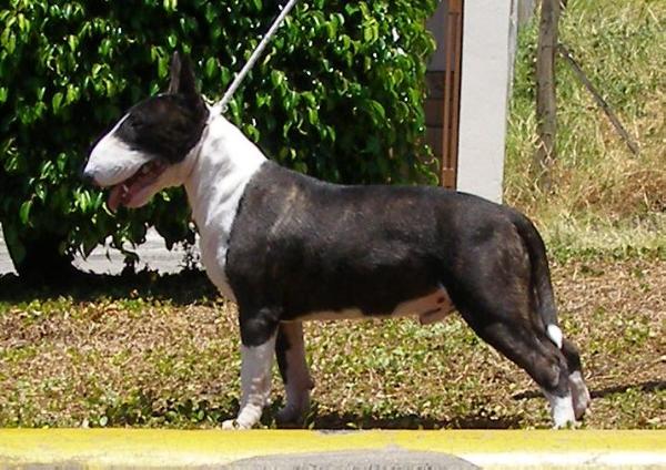 Apolo from white knights | Bull Terrier 