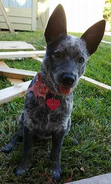 LexiXDusty(Rawley) | Australian Cattle Dog 