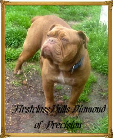 Firstclass Bull's Diamond of Precision | Olde English Bulldogge 