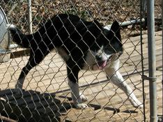 Snow Hill Gail ABC 343497 | Border Collie 