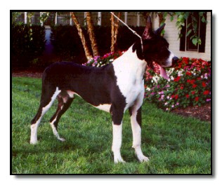 Harlwood Dark Horse | Great Dane 