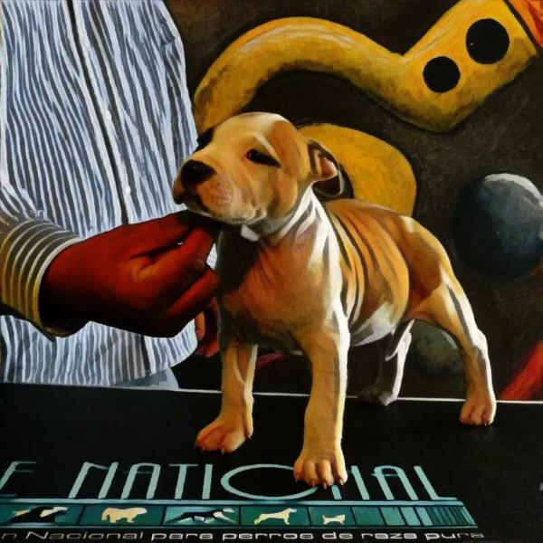Molly Cool | American Staffordshire Terrier 