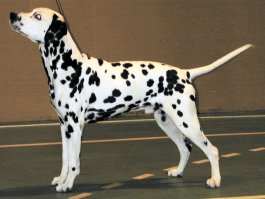 Yohimbis Zanfilippo | Dalmatian 