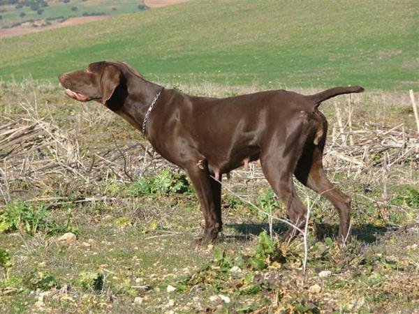 Upsy du Mas de l'Arbre | German Shorthaired Pointer 