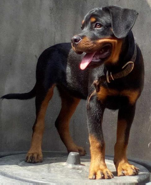 Caesar of Shepherfield Kennels | Rottweiler 