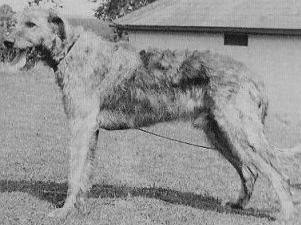 Sulhamstead Sedlestan Rebel | Irish Wolfhound 