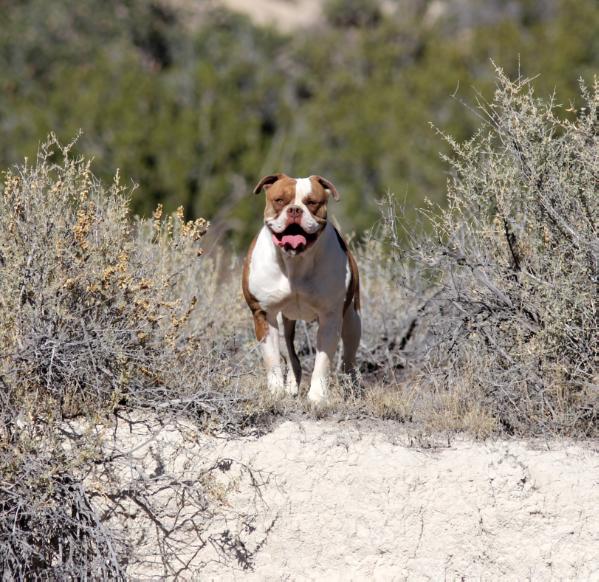 TK Angel of RCK | American Bulldog 