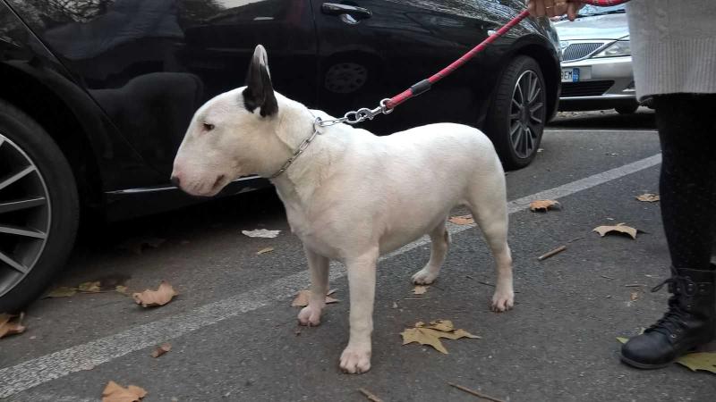 AxelDebbole | Bull Terrier 