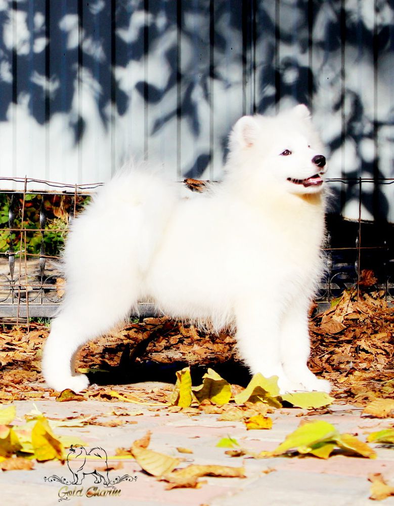 Gold Charm Kerry Powerful | Samoyed 