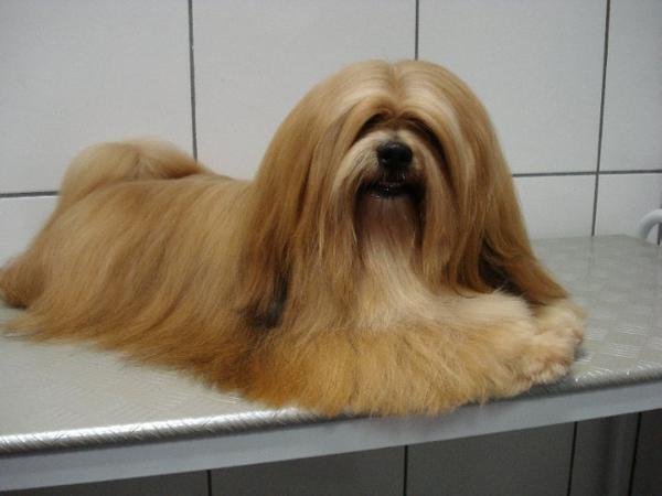 Erick Lhasa Mares de Mel | Lhasa Apso 