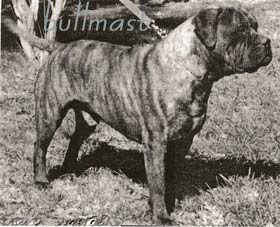 Tauralan Hold That Tiger | Bullmastiff 