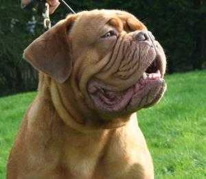 Kenocto Miss Demeanor At Ascogcara | Dogue de Bordeaux 