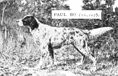 Paul Bo (020207) | English Setter 