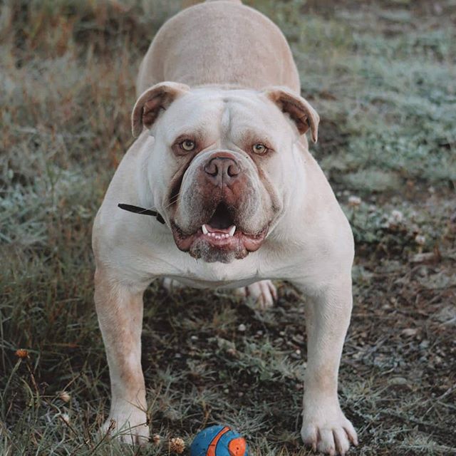 GBBZ Lil Rocketman of Cannon Bulldogs | Olde English Bulldogge 