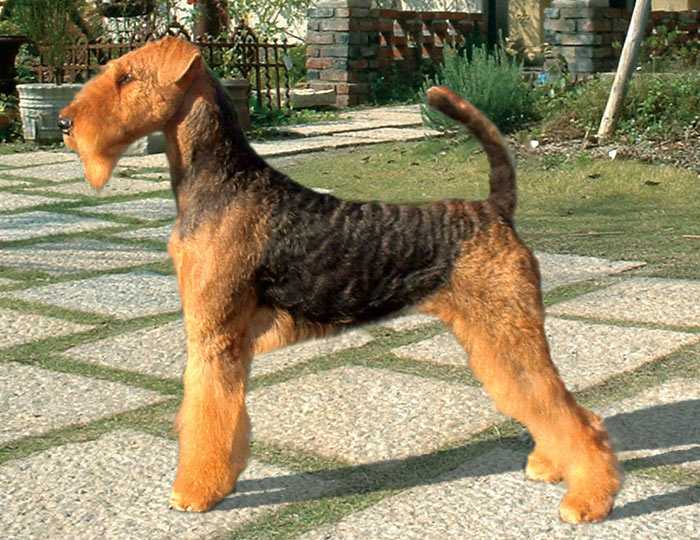 Stargus Aphrodite | Airedale Terrier 