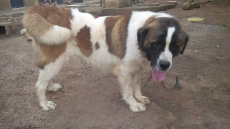 Lola-Z | Saint Bernard 