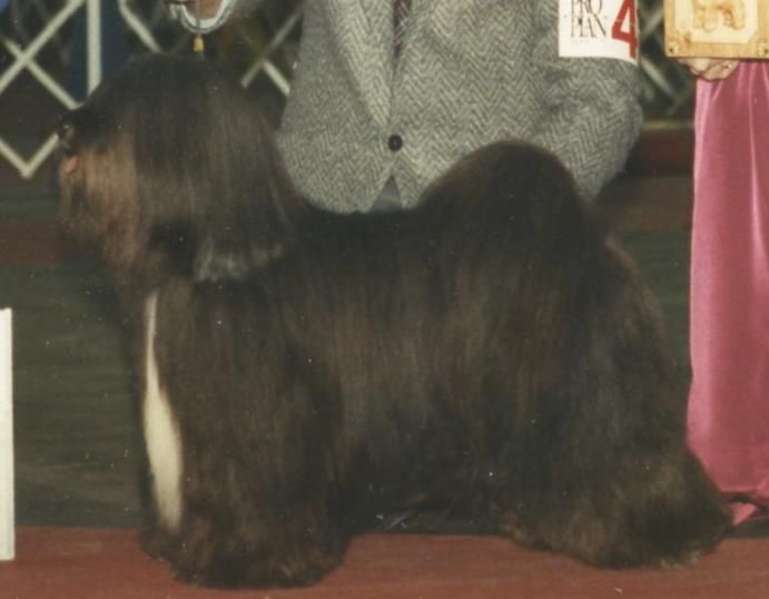 LOKI'S NORTH STAR OF KAMALA | Tibetan Terrier 