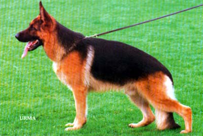 Waronjo von Isidora | German Shepherd Dog 