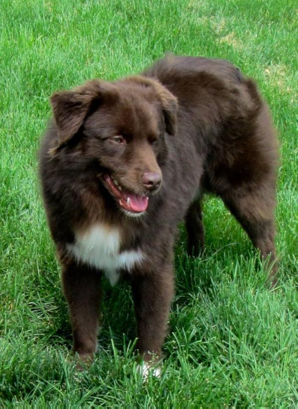 Bootstrap Seattle Slew To Rebel Soul | Australian Shepherd 