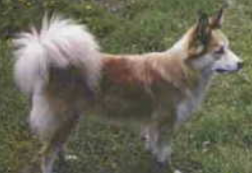 Westmanna's Hafmeyja | Icelandic Sheepdog 