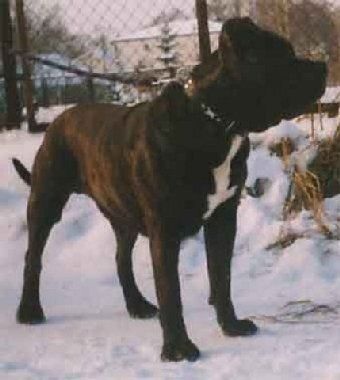 Kunta-Kinte de Alacant Bull | Perro de Presa Canario 