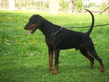Fürstfago v. Strengbach | Black Doberman Pinscher