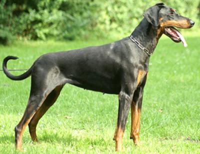 Akira v. Haustenbach | Black Doberman Pinscher