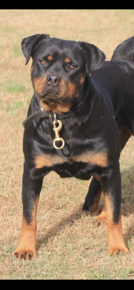 Jones kenya | Rottweiler 