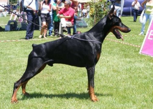 Oliver Edmon dos Ventos Uivantes | Black Doberman Pinscher