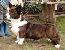 Tytania-Lisiura Controversia | Cardigan Welsh Corgi 