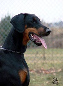 Baghira v. Sassenburger Land | Black Doberman Pinscher