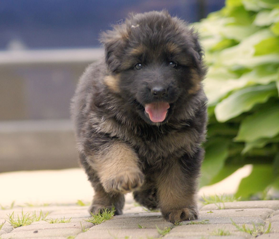 KORTEZ Edoras Zwinger | German Shepherd Dog 