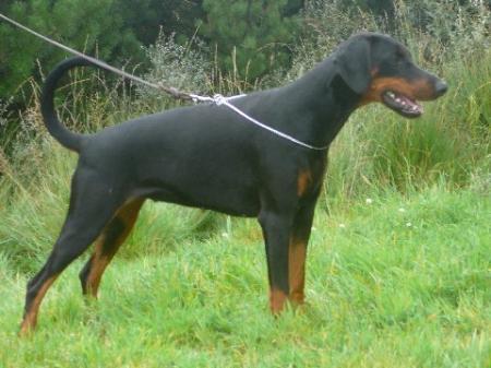 Baroness v. Sassenburger Land | Black Doberman Pinscher