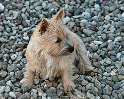 Dratwa Zamlicze | Norwich Terrier 