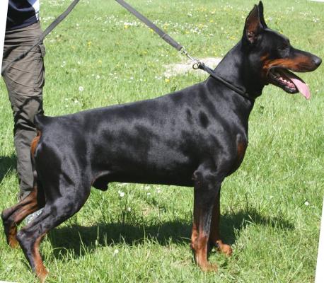 Ed v. Fachenfelde | Black Doberman Pinscher