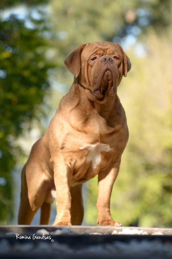 Paragon's Hellion | Dogue de Bordeaux 