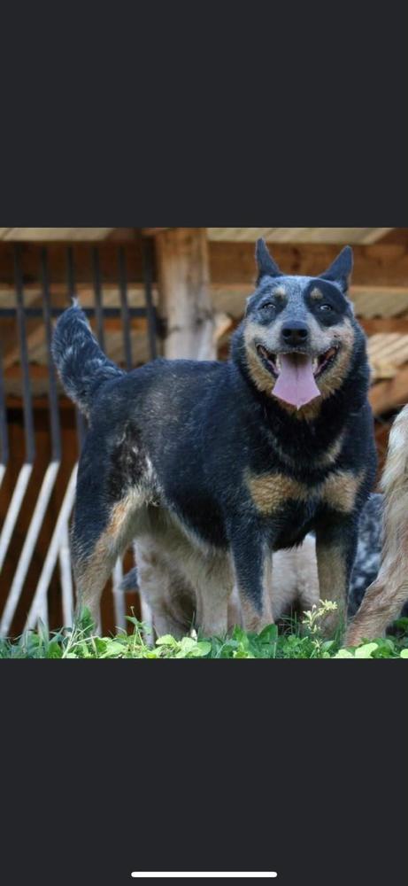 ALLECRAM RW XANDY | Australian Cattle Dog 