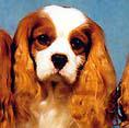 Mareve Indiana | Cavalier King Charles Spaniel 