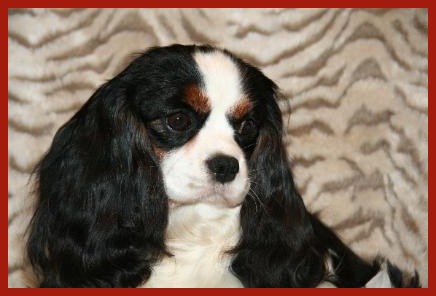 Step Aside for Lorna's Lacey | Cavalier King Charles Spaniel 