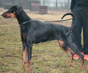 Kiara v. Heiligenwald | Black Doberman Pinscher